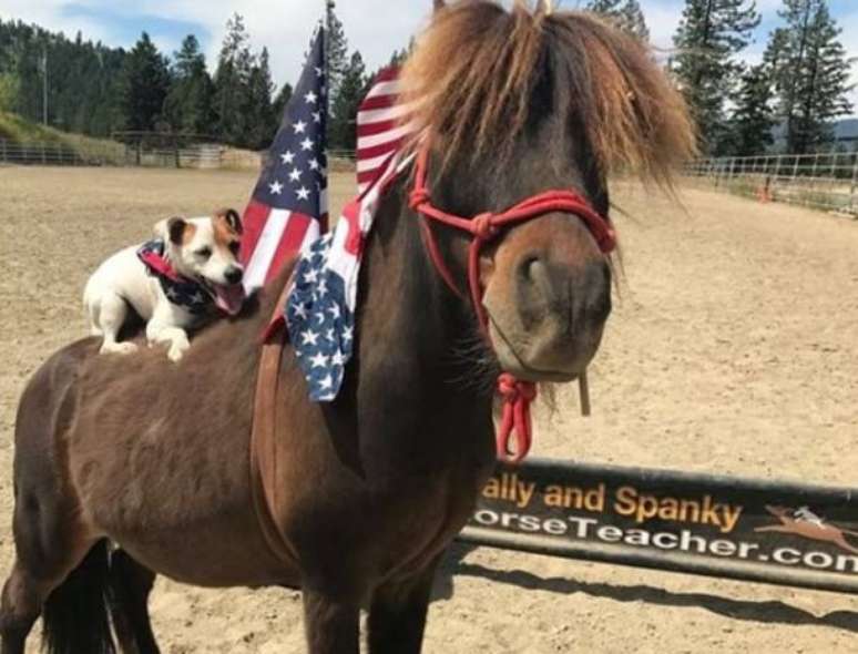 A cadela Dally e a égua Spanky têm uma amizade única. 