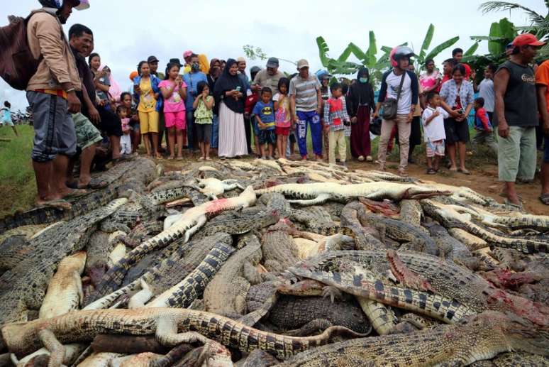 Centenas de crocodilos mortos na Indon&eacute;sia em retalia&ccedil;&atilde;o a ataque a um morador 14/07/2018 Antara Foto/Olha Mulalinda /via Reuters
