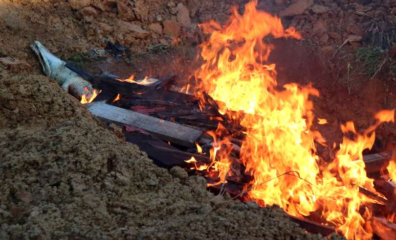 As carcaças dos crocodilos foram incineradas