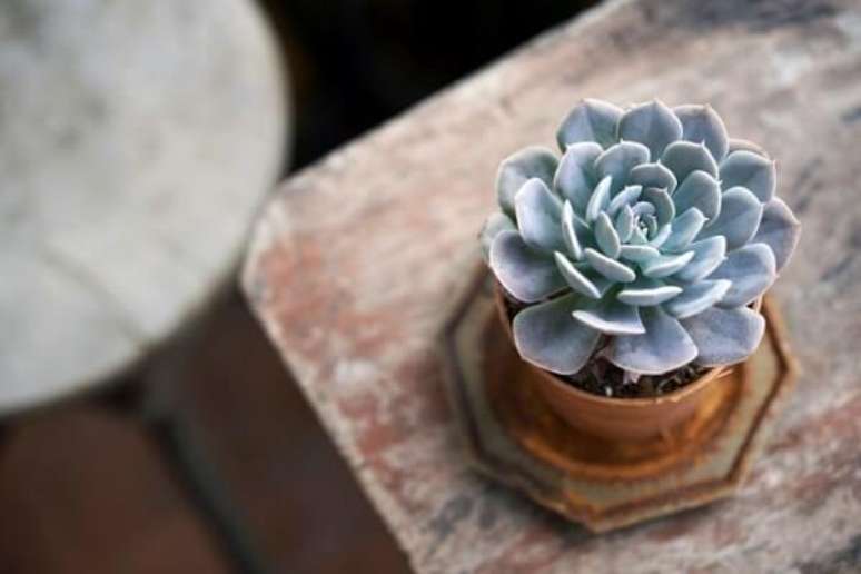 14. Para quem n&atilde;o tem muito tempo de se dedicar &agrave;s plantas, a Echeveria &eacute; uma das melhores op&ccedil;&otilde;es em decora&ccedil;&atilde;o de ambiente interno