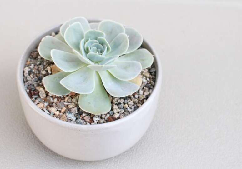 12. A Echeveria é a planta ideal para decorar ambientes fechados.