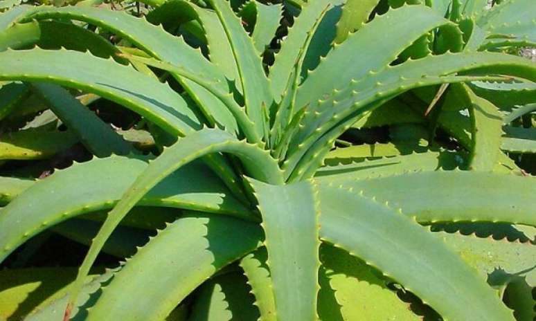30. A babosa (Aloe Vera) &eacute; uma planta suculenta medicinal conhecida no mundo inteiro