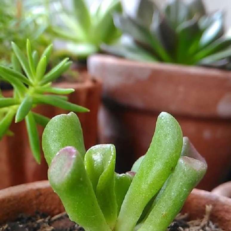 15- A orelha de Shrek &eacute; de f&aacute;cil reprodu&ccedil;&atilde;o e n&atilde;o tolera muita &aacute;gua.