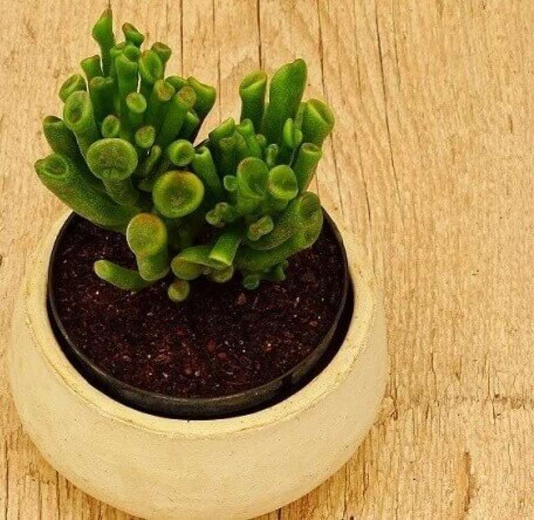 17- Orelha de Shrek &eacute; uma planta que possui folhas carnudas e tem um aspecto de ventosa.