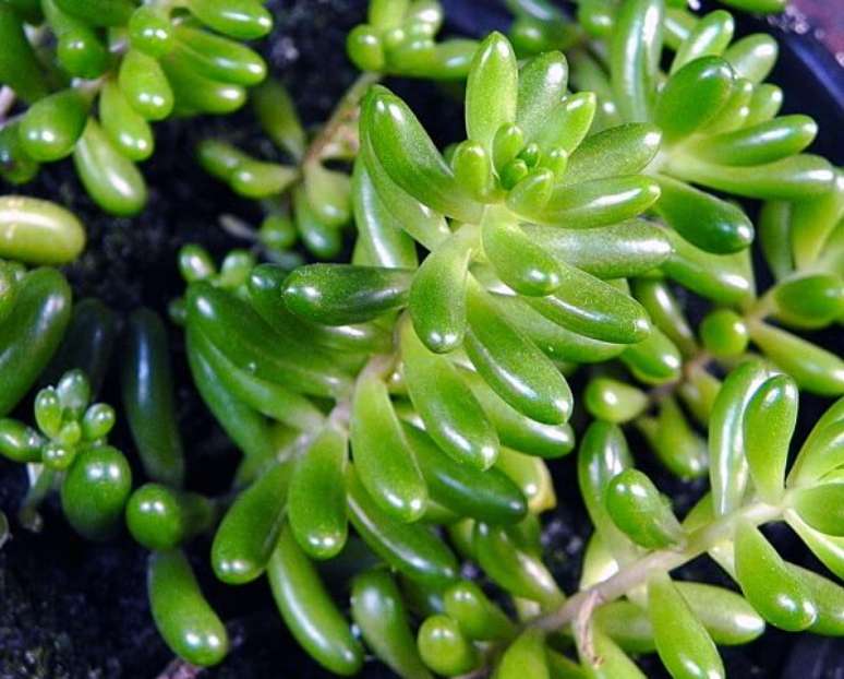 2. Detalhes de suculentas