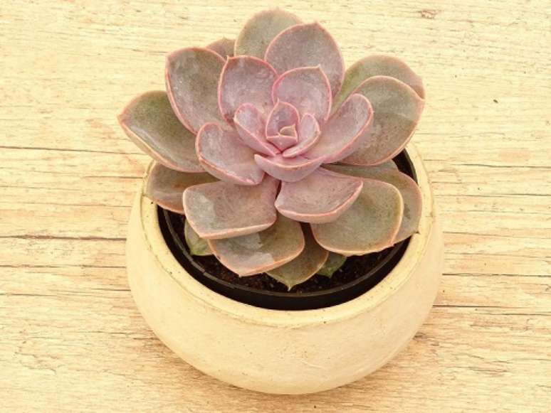 10. A Echeveria pode ser mantida no vaso ou raplantada para a terra