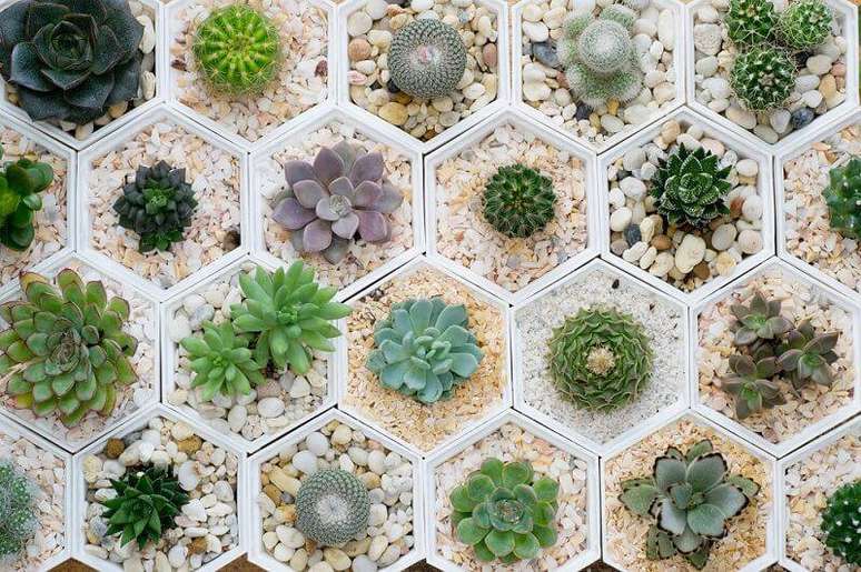 22. Mosaicos de suculentas podem se transformar em um jardim incr&iacute;vel