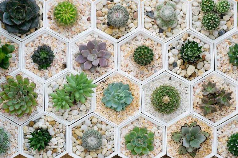 22. Mosaicos de suculentas podem se transformar em um jardim incrível