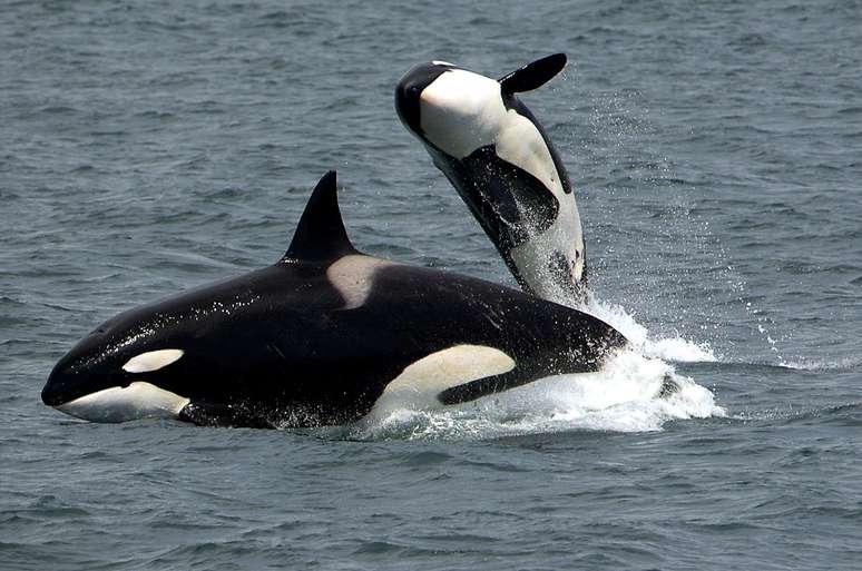 População desse tipo de baleia tem diminuído perto de Seattle, nos EUA