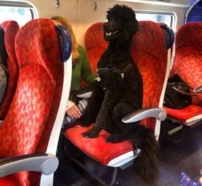 Um cão da raça poodle foi fotografado sentado em um tem da Virgin Trains na Inglaterra.