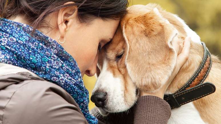 Experimento indica que cães agem em prol de ajudar humanos, dizem cientistas