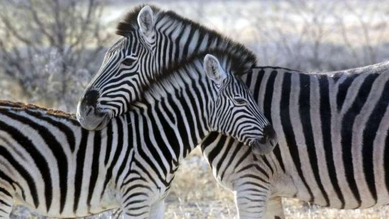 Zebras têm focinhos pretos e orelhas menores do que burros