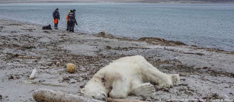 O urso polar morto pelo seguranças