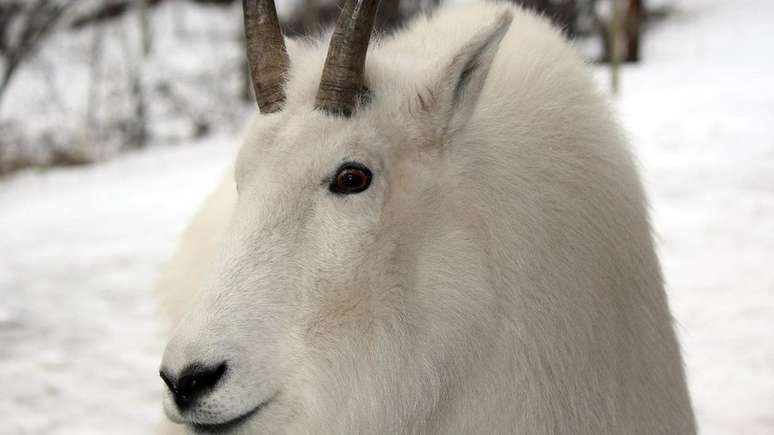 O Deserto de Carcross abriga uma variedade de vida selvagem, incluindo ovelhas e cabras da montanha