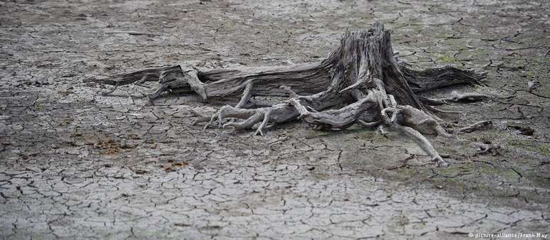 Paisagem desoladora em floresta alemã: não chove desde abril