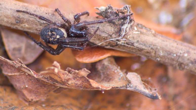 A falsa-viúva-negra costuma se alimentar de insetos, animais invertebrados e até de outras aranhas