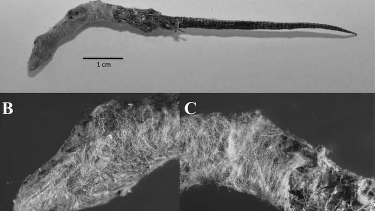 Lagarto nativo foi encontrado parcialmente envolto na seda da falsa-viúva-negra