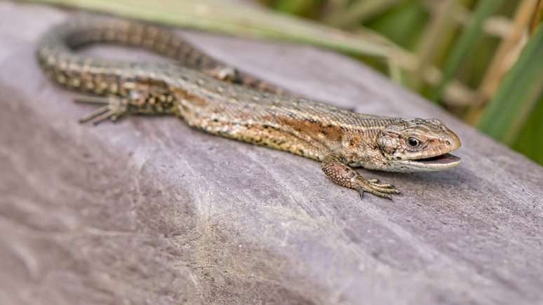 O maior desafio enfrentado pelo lagarto comum é a destruição do seu habitat natural