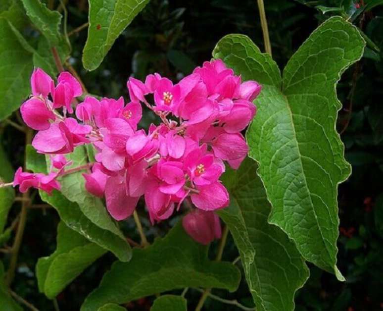 49- Flores de trepadeiras da planta Amor Agarradinho. Fonte Florbeta