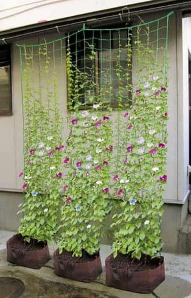 19- Pequena cortina verde para barrar o vento feita de trepadeira. Fonte: Pinterest