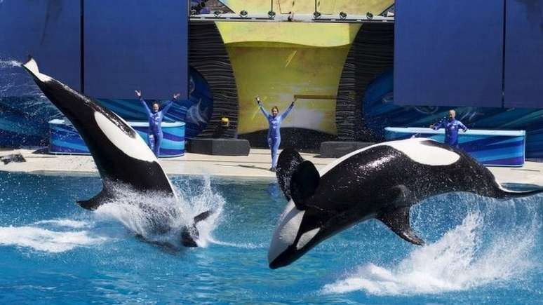 O SeaWorld defende oferecer 'incrível cuidado' aos animais e ajudar com a proteção de espécies