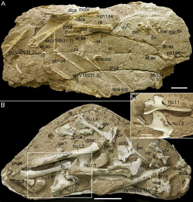 Em 2017, foram descobertos 215 ovos de pterossauros na China