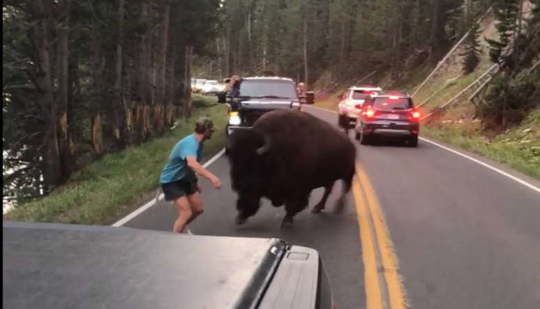 Homem enfrentou bisão e assustou motoristas.