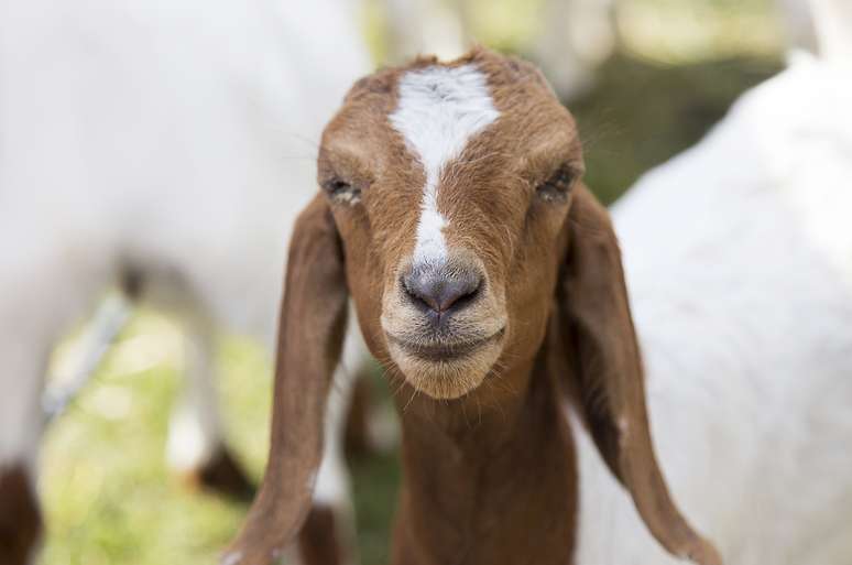 Animais comeram plantas em diversos jardins