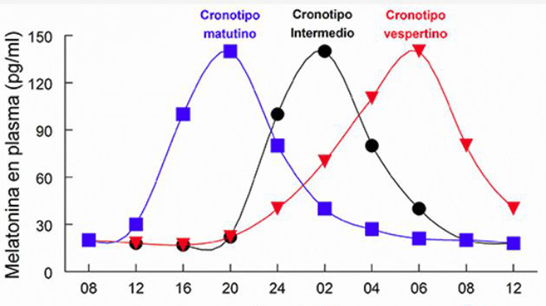 Gráfico mostra a melatonina liberada em nosso corpo em função da hora do dia e como isso determina os diferentes cronotipos