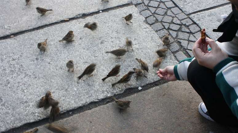 P&aacute;ssaros encontram ampla oferta de comida nas grandes cidades