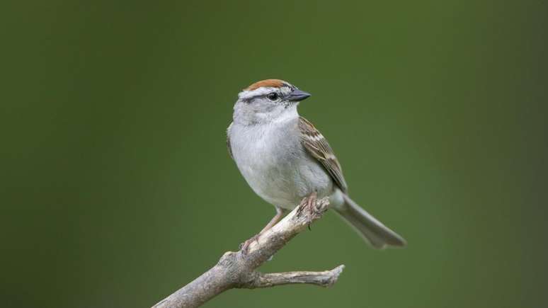Uso intensivo de herbicidas e pesticidas se tornou um 'tempero' nada agrad&aacute;vel aos p&aacute;ssaros na zona rural