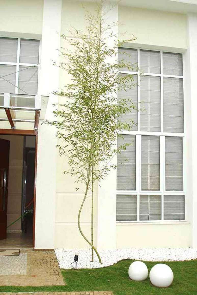 2- O bambu mossô na fachada realça as linhas arquitetônicas da residência. Fonte: Claudia Rodrigues Consultoria.