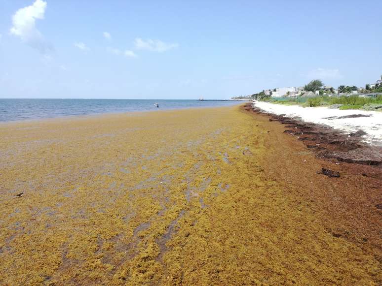 Segundo especialistas, o aumento atípico da presença de algas pode estar relacionado, por exemplo, a mudanças climáticas