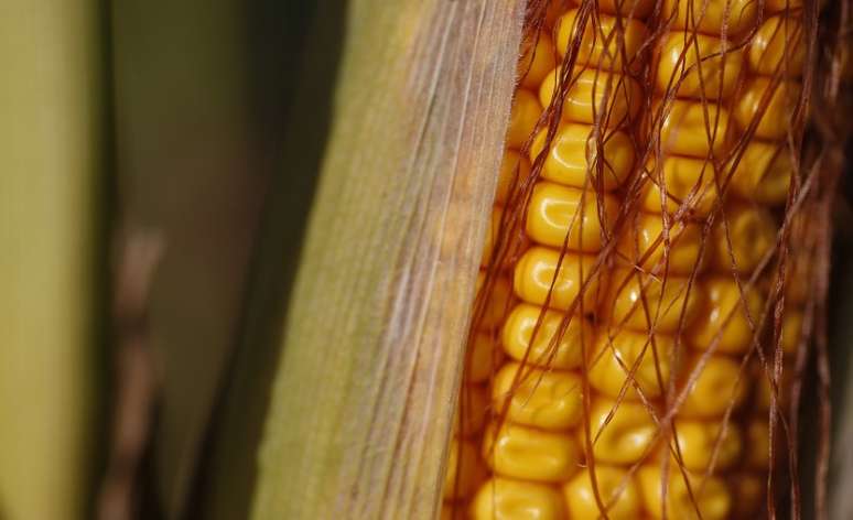 Espiga de milho em plantação 
08/09/2015
REUTERS/Vincent Kessler