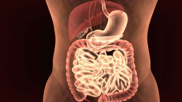 O baço, o pâncreas, o estômago e o cólon se encontram do lado esquerdo do corpo