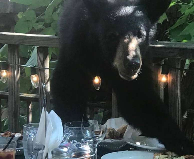 Urso roubou pizza que estava em mesa de restaurante.