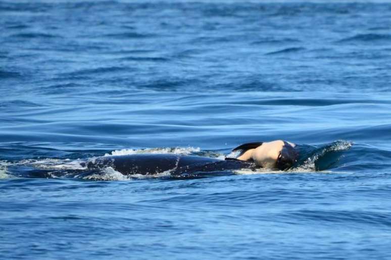 A orca identificada como J35 está há mais de duas semanas carregando seu filhote morto enquanto viaja pelas águas do oceano Pacífico na costa noroeste dos Estados Unidos.