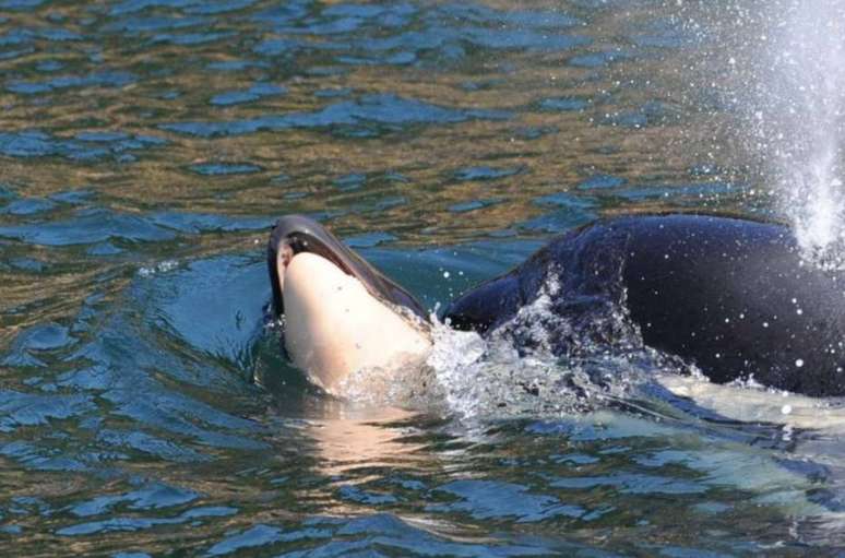 Cientistas temem que a orca deixe de se alimentar e acabe ficando doente.