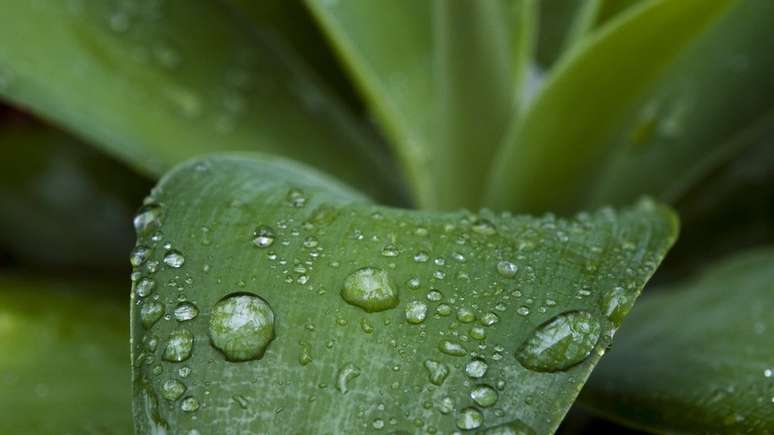 Há algo químico na fragrância agradável que sentimos de ar limpo e terra molhada, após a chuva