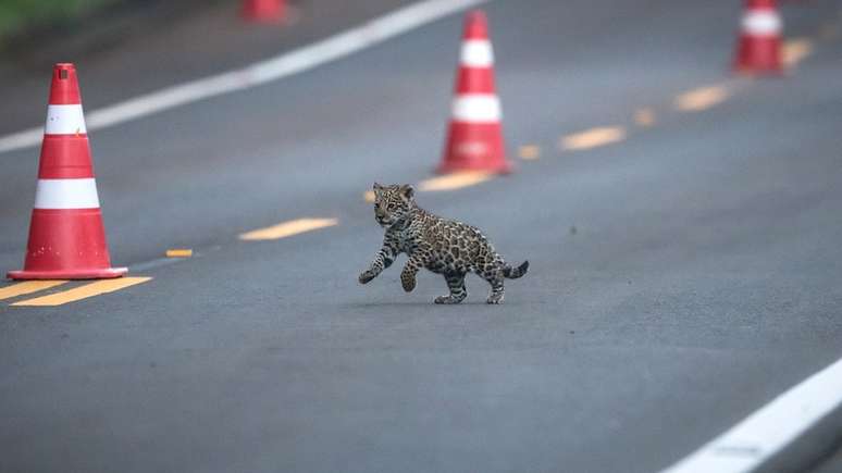 Um dos três filhotes de onça-pintada atravessa pista do Parque Nacional do Iguaçu; desde 1990, é a primeira vez que nasce uma ninhada de três filhotes no local