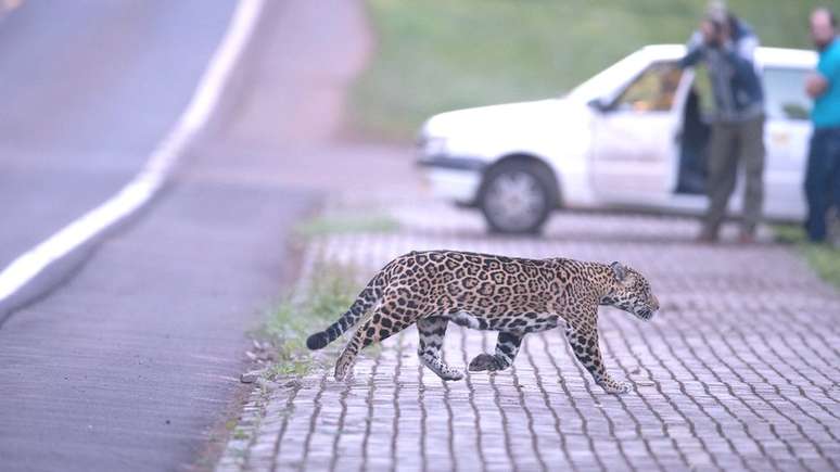 A mãe Atiaia atravessa pista na frente dos pesquisadores do Projeto Onças do Iguaçu