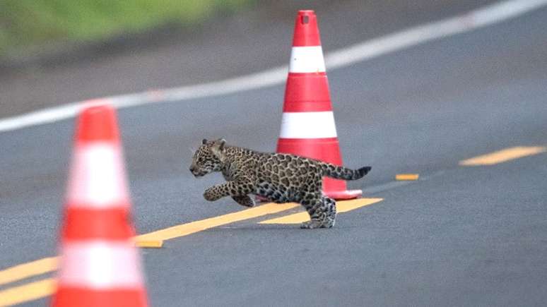 Os três filhotes de onça-pintada têm cerca de dois meses; dois deles atravessaram a pista e o outro ficou na mata