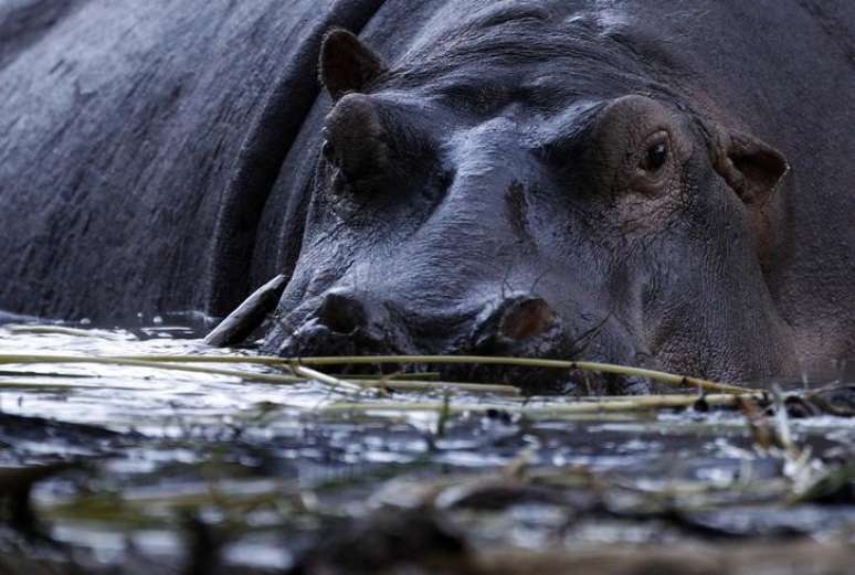 Hipop&oacute;tamo no lago Baringo, no Qu&ecirc;nia 10/07/2012 REUTERS/Goran Tomasevic 