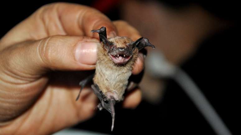 Pesquisadores compilaram os sons emitidos por 65 especies de morcegos, entre eles o 'Molosssops temminckii'