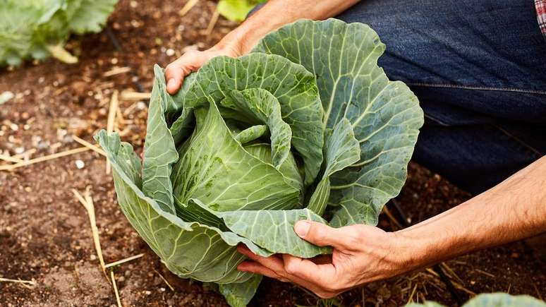 Pesquisa mostra como substâncias presentes em determinados legumes e verduras podem ajudar a prevenir a doença