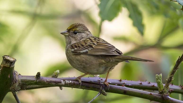 Estudo afirma que dois tipos de inseticidas usados no Brasil envenenam aves como o tico-tico de coroa branca