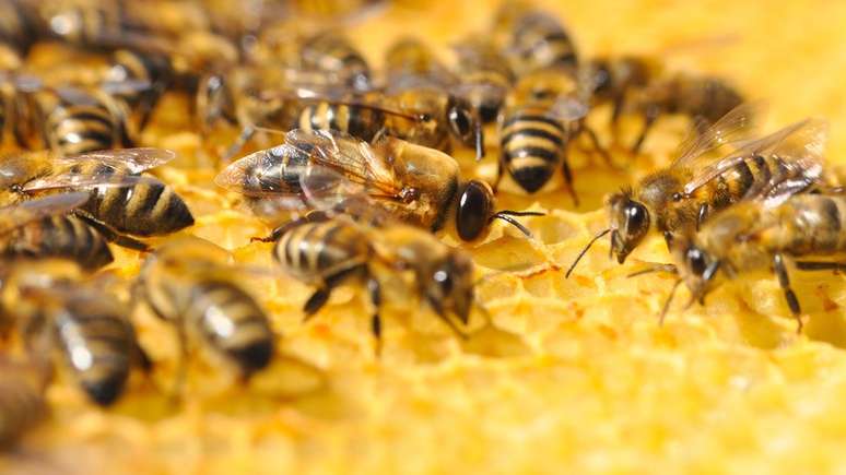 Recentemente, a União Europeia proibiu três inseticidas neonicotinoides que, segundo pesquisas, causavam morte de abelhas