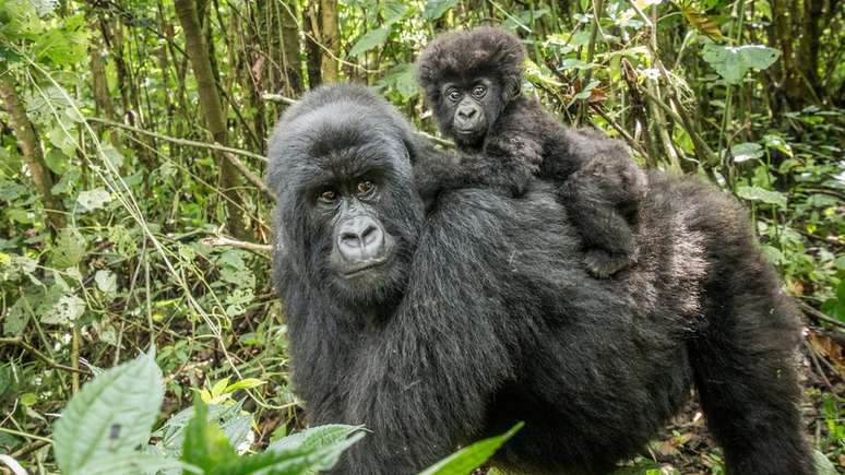 Gorilas são ameaçados por caçadores no Congo