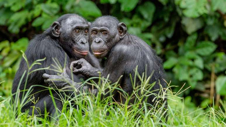 Os bonobos são outra espécie em perigo