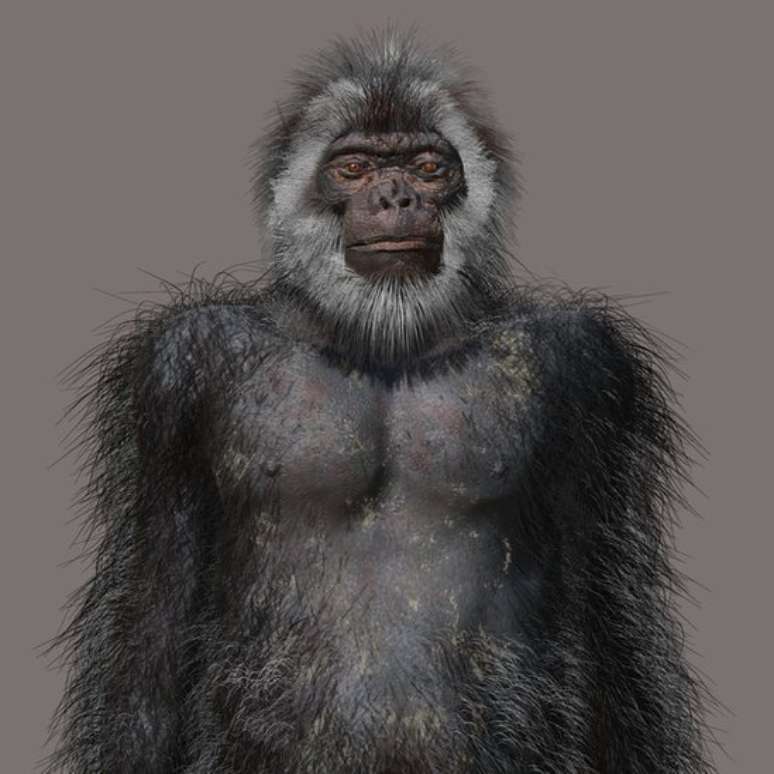 Os humanos primitivos come&ccedil;aram a caminhar eretos na &eacute;poca do f&oacute;ssil Ardipithecus ramidus, h&aacute; 4,4 milh&otilde;es de anos